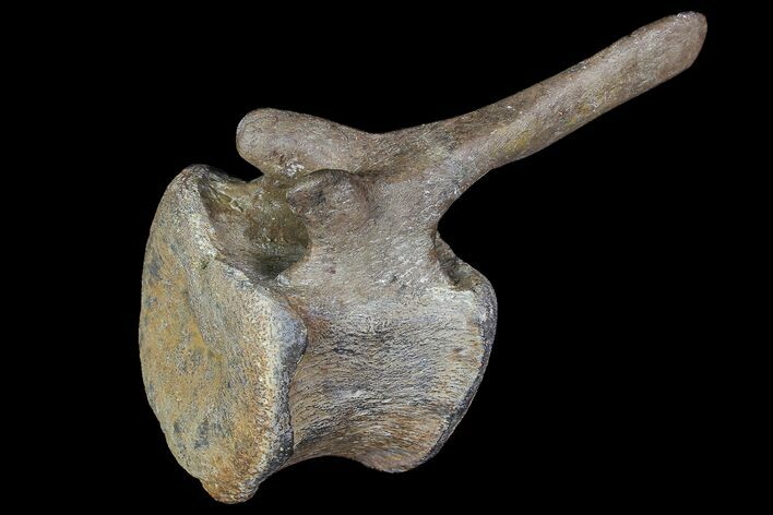 Long Edmontosaurus (Duck-Billed Dinosaur) Vertebra - SD #92849